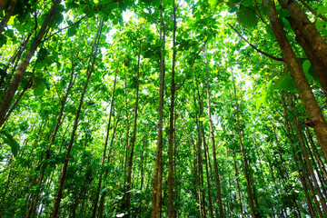 green tree atmosphere.