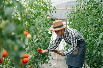 A man farmer holds a crop of tomatoes in his hands. Selective greenhouse, focus.