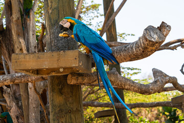 blue and yellow macaw ara eating on a tree  © Blogtrip