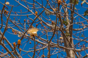 Poster Blooming Baobab flowers on the branch, background blue sky. © ggfoto