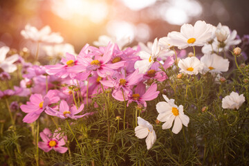 onętek, kwiat kosmos w promieniach zachodzącego słońca w wiejskim ogrodzie latem. cosmos flower in the sun, flower meadow	