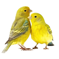 two yellow canary - obrazy, fototapety, plakaty