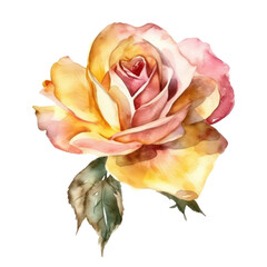 Fototapeta na wymiar golden and pink rose watercolor