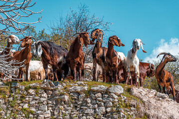 Goats grazing among the almond trees. Cyprus