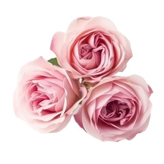 Fototapeta na wymiar Beautiful pink rose 