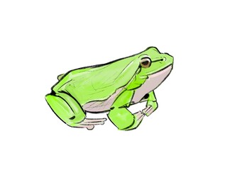 Green Frog