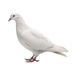 Fototapeta na wymiar white dove 