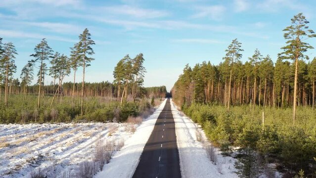 Straight empty road ahead in winter between pine tree forest