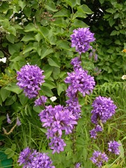 Bright flower bed with purple bells