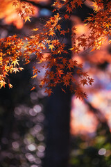 Naklejka na ściany i meble 秋を彩る楓の葉