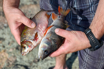 Perch and roach in the hands of a man close-up