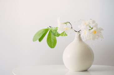 white rhododendrom in vase on white background