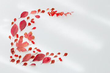 autumn red leaves on white background