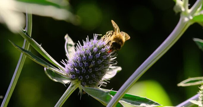 detailed macro of a honey bee looking for honey on a thistl