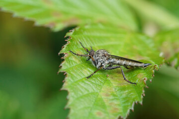 Closeup on a Male Kite-tailed, Robberfly, Tolmerus atricapillus sitting on a green leaf