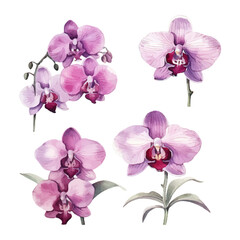 Fototapeta na wymiar orchid flower set watercolor vector illustration.isolated white background. wedding invitation, print, sublimation, mug, tshirt, tumbler