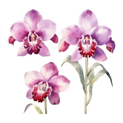 Fototapeta na wymiar orchid flower set watercolor vector illustration.isolated white background. wedding invitation, print, sublimation, mug, tshirt, tumbler