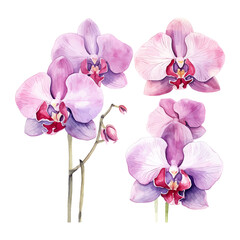 orchid flower set watercolor vector illustration.isolated white background. wedding invitation, print, sublimation, mug, tshirt, tumbler