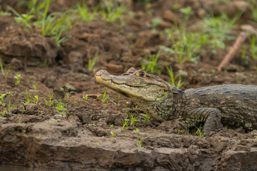 Spectacled caiman (Caiman crocodilus) resting on the river bank in the Caño Negro wildlife reserve in Costa Rica.