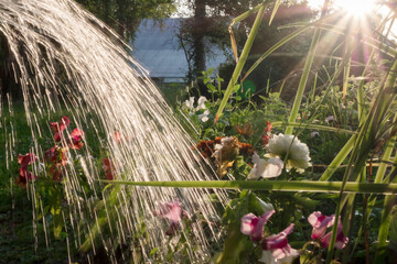 The process of watering plants from a watering can, taking care of plants.