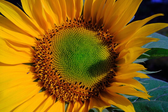 Sun nature background. Sunflowers bloom. Closeup of sunflowers. Macro shot of Beautiful sunflower (Helianthus annuus) on a sunny day with a natural background. high quality photos