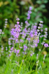 Fresh violet lavender in a flower bed in the garden. Medicinal and ornamental plants.