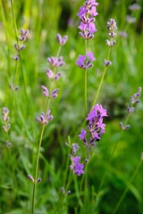 Fresh violet lavender in a flower bed in the garden. Medicinal and ornamental plants.
