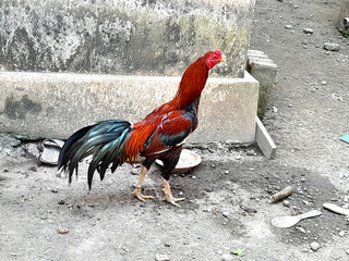 Side view of a rooster in the backyard
