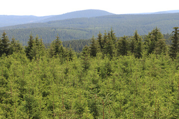 Wald bis zum Horizont; Blick vom Kramerod über den Thüringer Wald zum Großen Buchenberg