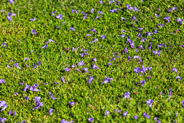 Blue petals of jacaranda flowers on a green lawn. Background
