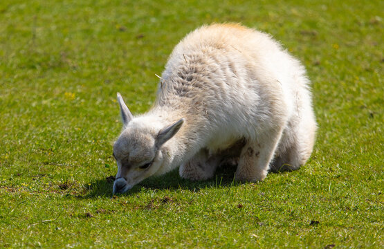 Llama (Vicugna pacos) on the grass