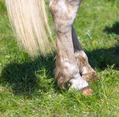 Close-up of a horse's legs on green grass