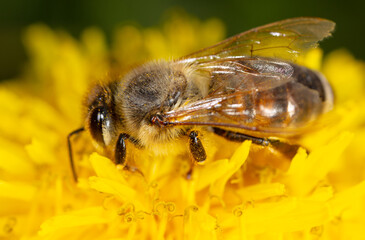 Bee on yellow dandelions. Macro