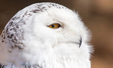 Owl portrait in the zoo. Close-up