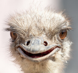Portrait of an ostrich in the zoo. Close-up