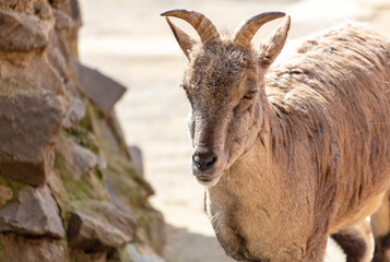 Naklejka na ściany i meble Mountain goat portrait in the zoo. Close-up