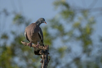 Common Wood Pigeon on the branch

