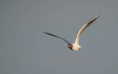 Black-headed Gull in flight over the mediterranean sea