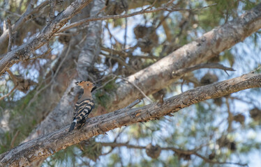 eurasian hoopoe on the branch of a pine