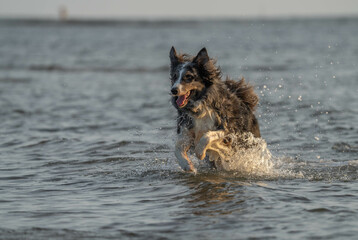 border collie on the beach
