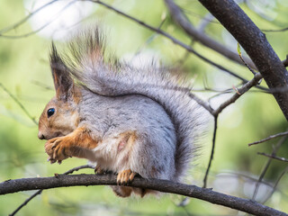 The squirrel with nut sits on a branches in the spring or summer.