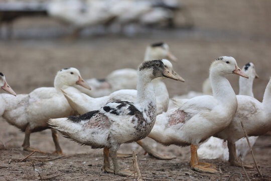 Elevage de canard gras, grippe aviaire