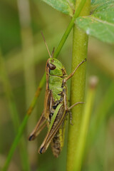 Vertical closeup on the European meadow grasshopper Pseudochorthippus parallelus