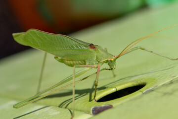 Krauss's Bush-cricket (in german Gemeine Plumpschrecke) Isophya kraussii