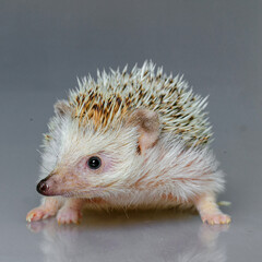Hedgehog isolate on gray background