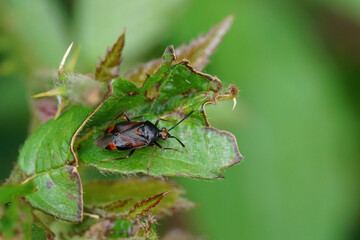 Colorful closeup on the red, spotted mirid bug, Deraeocoris ruber sitting on a green leaf