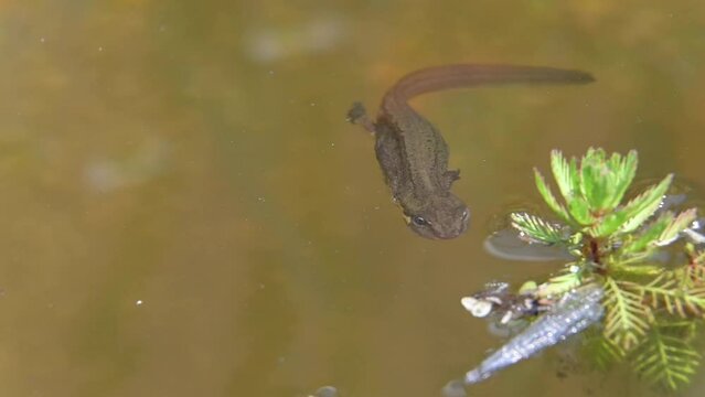 Smooth newt (Lissotriton vulgaris) female looking for food on the surface of a garden pond. July, Kent, UK [Slow motion x5]