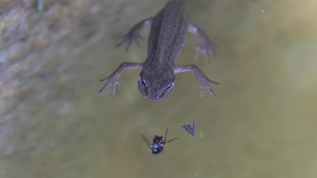 Smooth newt (Lissotriton vulgaris) female looking for food on the surface of a garden pond. July, Kent, UK [Slow motion x5]