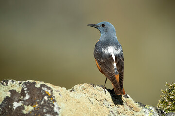 Rufous-tailed rock thrush male in its breeding territory at the first light of dawn in a mountainous area in spring