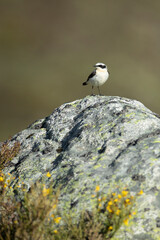Northern wheatear male in his breeding territory in a high mountain area with the first light of dawn on a spring day